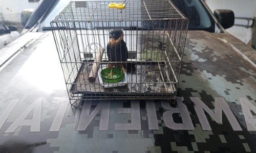 BM: Secretaria de Meio Ambiente resgata ave no bairro Saudade